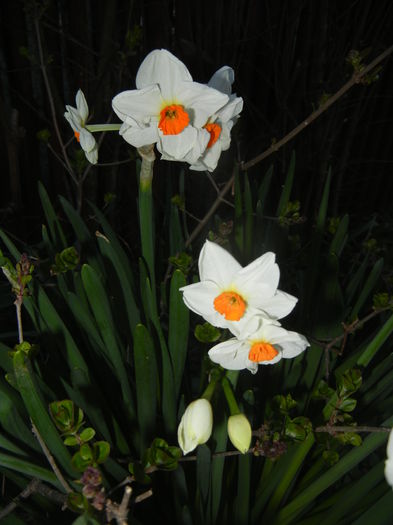 Narcissus Geranium (2015, April 10) - Narcissus Geranium