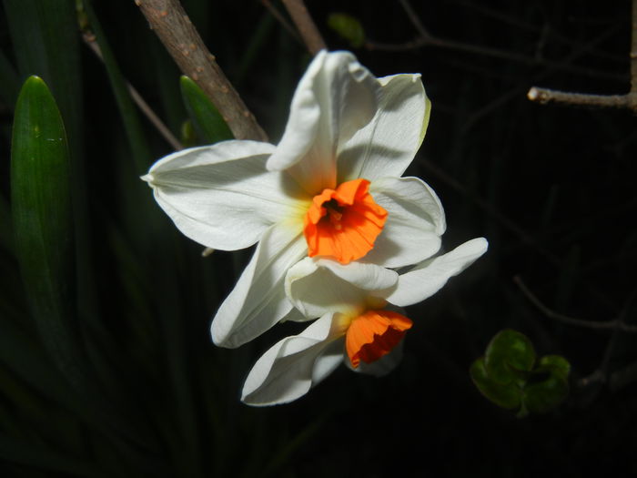 Narcissus Geranium (2015, April 10) - Narcissus Geranium