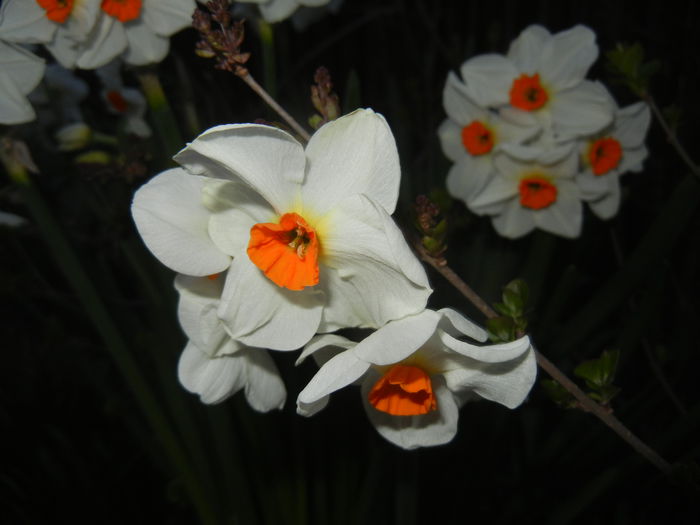Narcissus Geranium (2015, April 10) - Narcissus Geranium