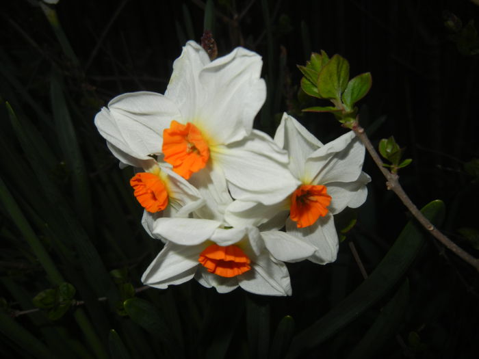 Narcissus Geranium (2015, April 10) - Narcissus Geranium