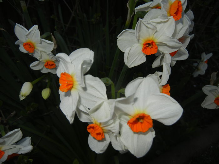 Narcissus Geranium (2015, April 10) - Narcissus Geranium