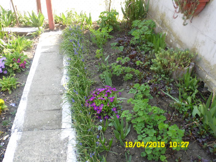 SAM_1771 - ESTE TIMPUL FLORILOR 2015