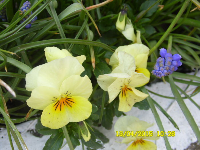 Viola tricolor - PSNSELUTE