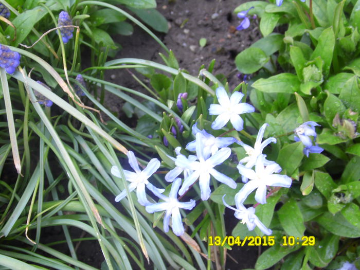 SAM_1777 - ESTE TIMPUL FLORILOR 2015