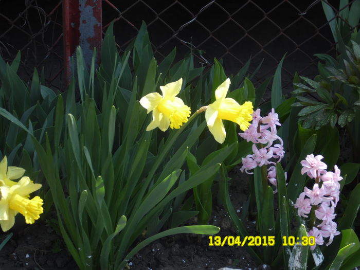 Narcise si zambile - ESTE TIMPUL FLORILOR 2015