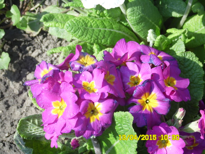 PRIMULA