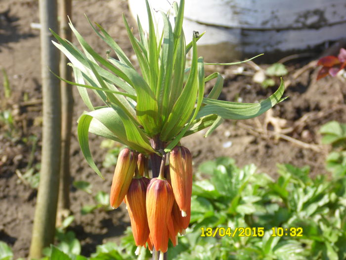 Fritilaria - ESTE TIMPUL FLORILOR 2015