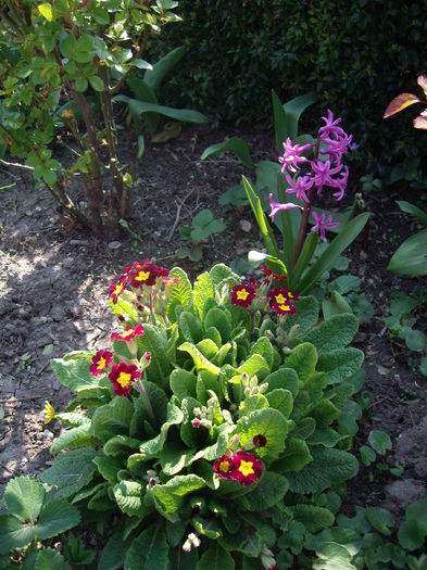 IMGP7736 - flori si trandafiri - 2015