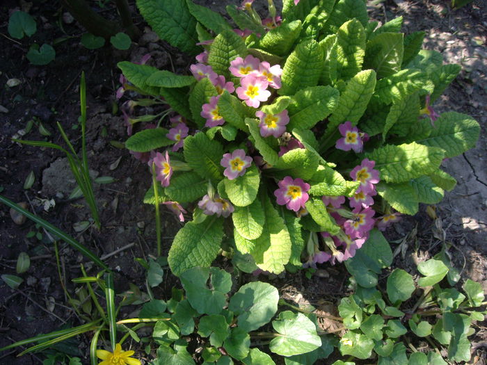 IMGP7737 - flori si trandafiri - 2015