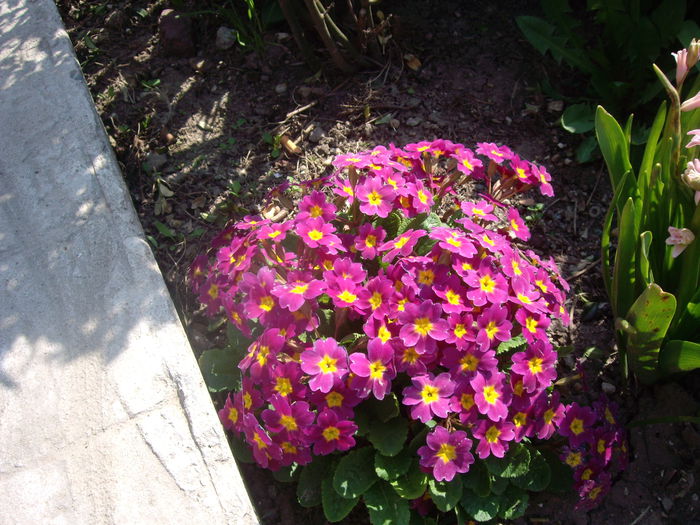 IMGP7738 - flori si trandafiri - 2015