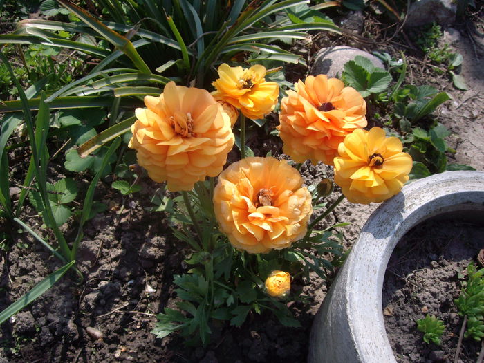 IMGP7739 - flori si trandafiri - 2015