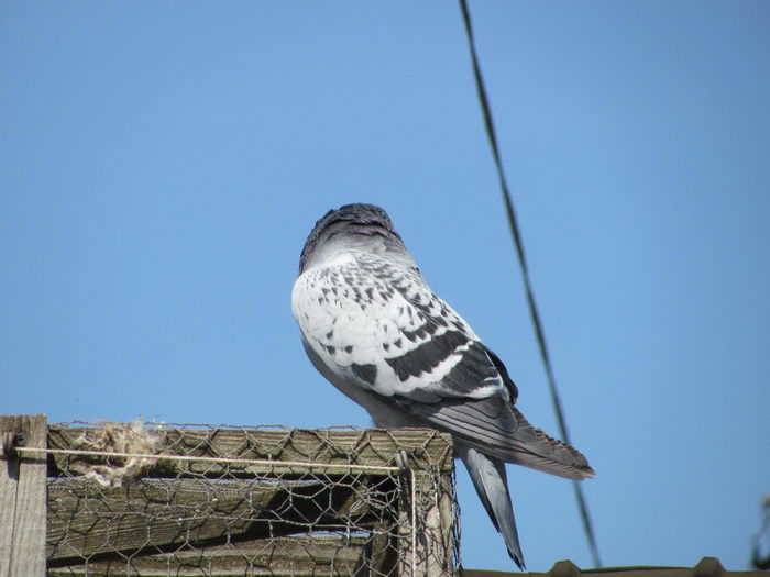 IMG_3905 - 2015 13 aprilie