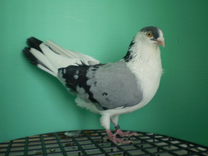 m 2010 DAT LUD - JUCATORI DE GALATI VANDUTI