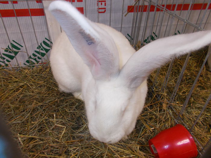 DSCN3565 - Expozitie nationala 26-30 noi 2014