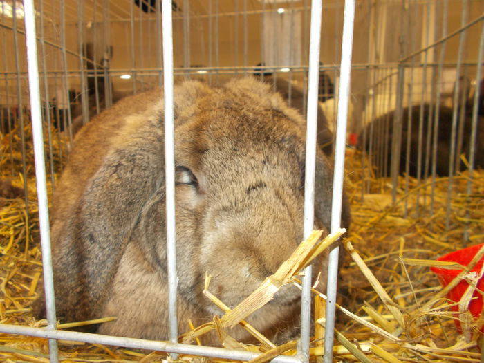 DSCN3603 - Expozitie nationala 26-30 noi 2014