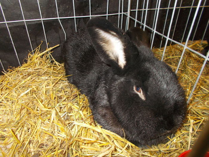 DSCN3624 - Expozitie nationala 26-30 noi 2014