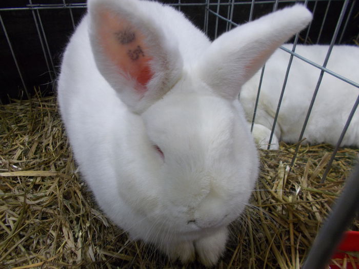 DSCN3636 - Expozitie nationala 26-30 noi 2014