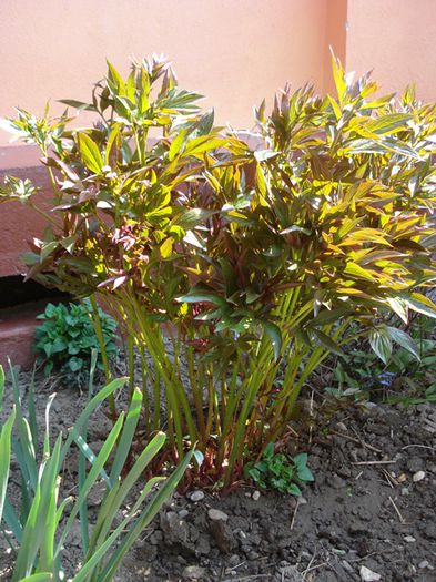 sub razele mult asteptate (3) - b 2015 - in exterior