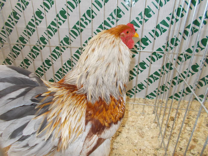 DSCN3750 - Expozitie nationala 26-30 noi 2014