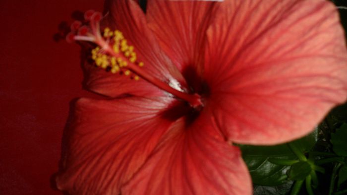 DSC_5312 - Hibiscus