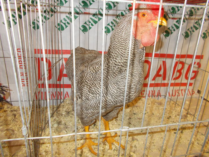 DSCN3837 - Expozitie nationala 26-30 noi 2014