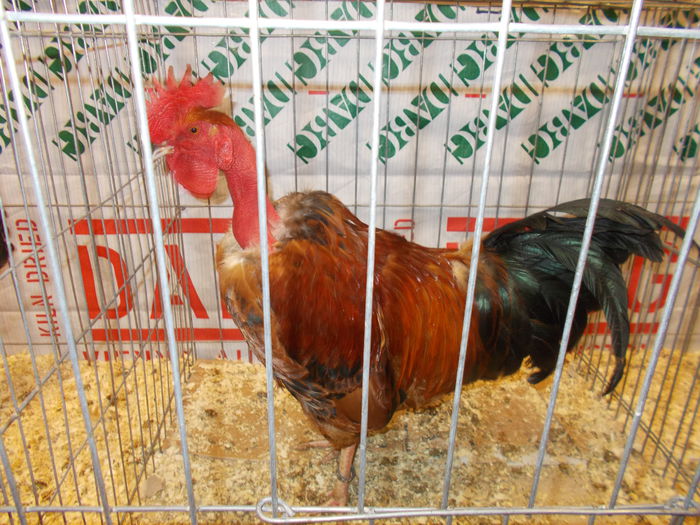 DSCN3845 - Expozitie nationala 26-30 noi 2014