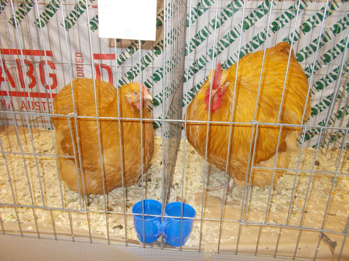 DSCN3852 - Expozitie nationala 26-30 noi 2014