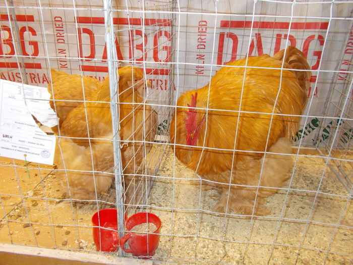 DSCN3874 - Expozitie nationala 26-30 noi 2014