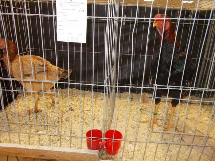 DSCN3876 - Expozitie nationala 26-30 noi 2014