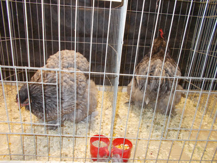DSCN3888 - Expozitie nationala 26-30 noi 2014