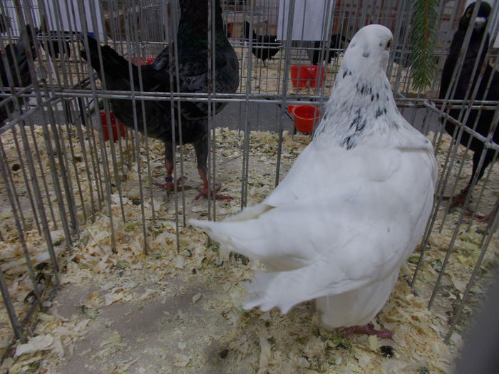 DSCN3988 - Expozitie nationala 26-30 noi 2014