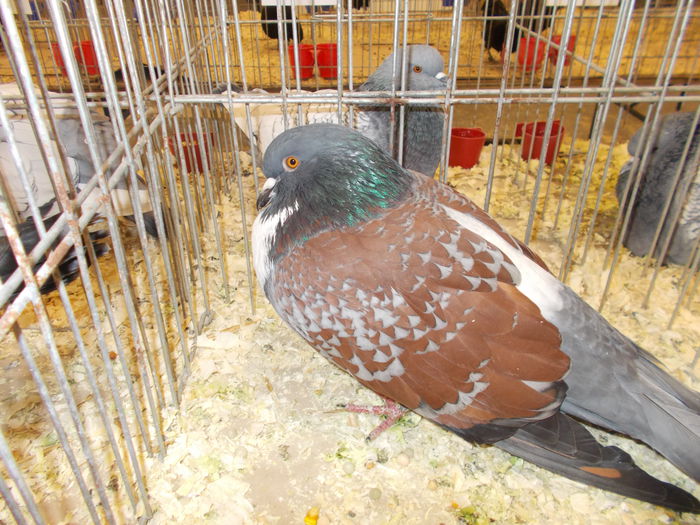 DSCN3991 - Expozitie nationala 26-30 noi 2014