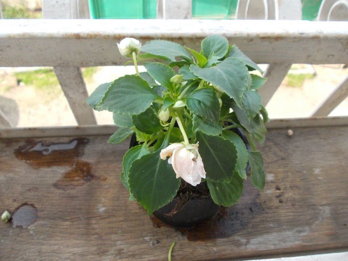 DSCN5321 - Impatiens 2015