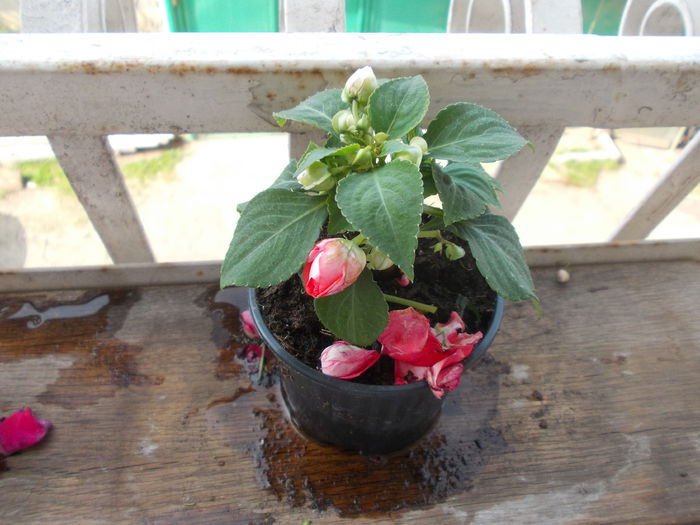 DSCN5330 - Impatiens 2015