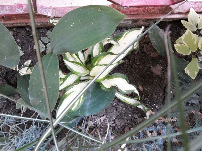 16 - HOSTA - 2015 - 2020