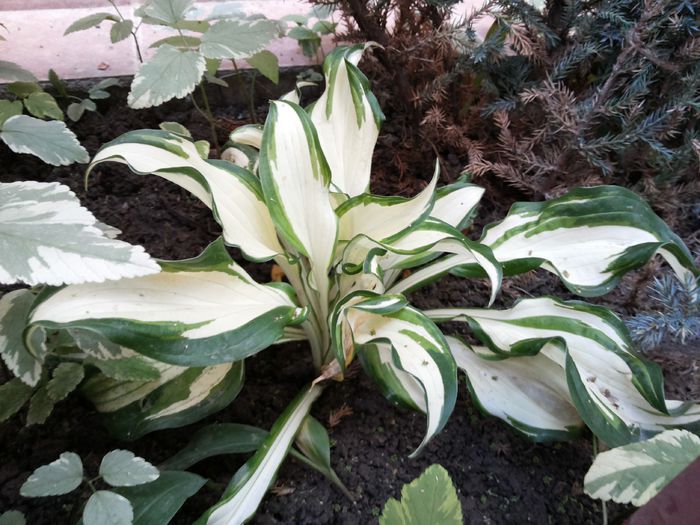 18 - HOSTA - 2015 - 2020