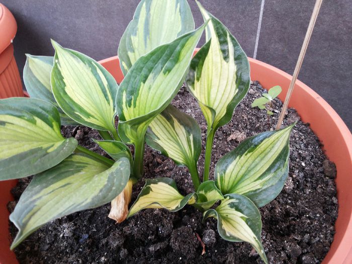 6 - HOSTA - 2015 - 2020