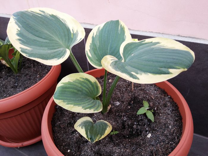 22 Hosta Snow Cap - HOSTA - 2015 - 2020