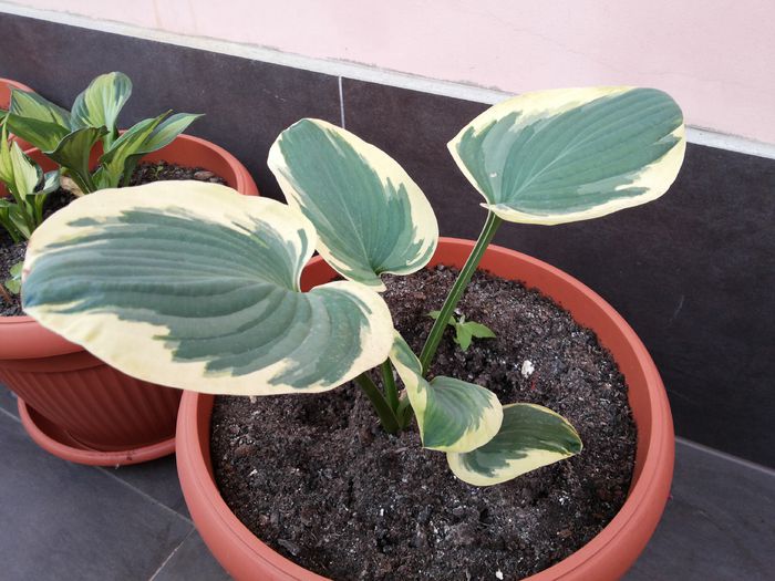 23 - HOSTA - 2015 - 2020