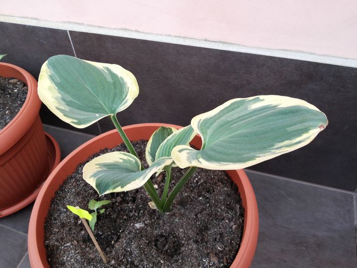 24 - HOSTA - 2015 - 2020