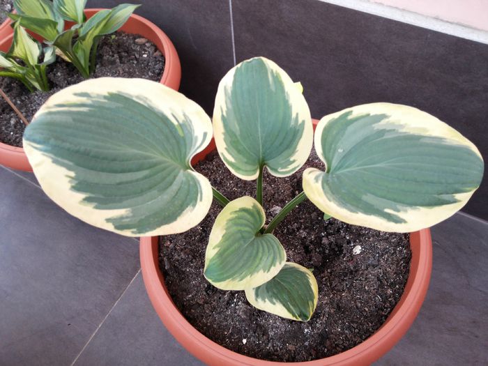 25 - HOSTA - 2015 - 2020