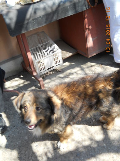 Bruno