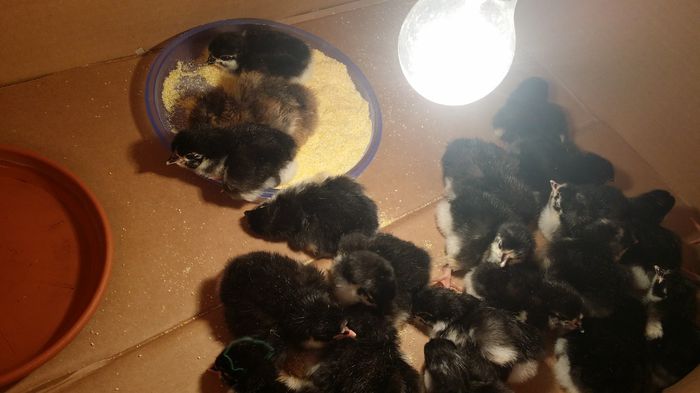 20150413_154920; Si recolta!
