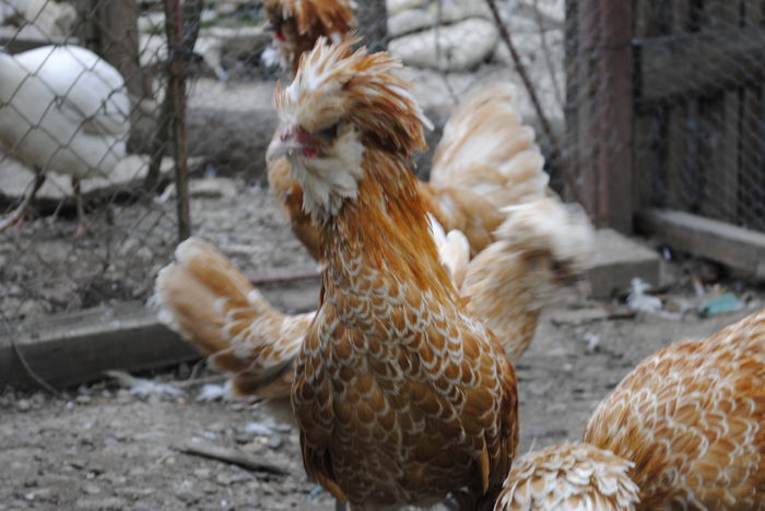 _DSC0232 - B- Paduana Chamois 2015