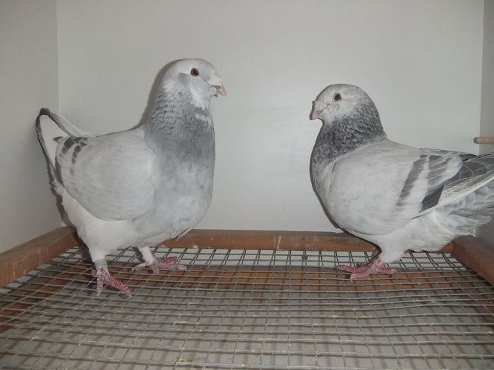 DSCF9346