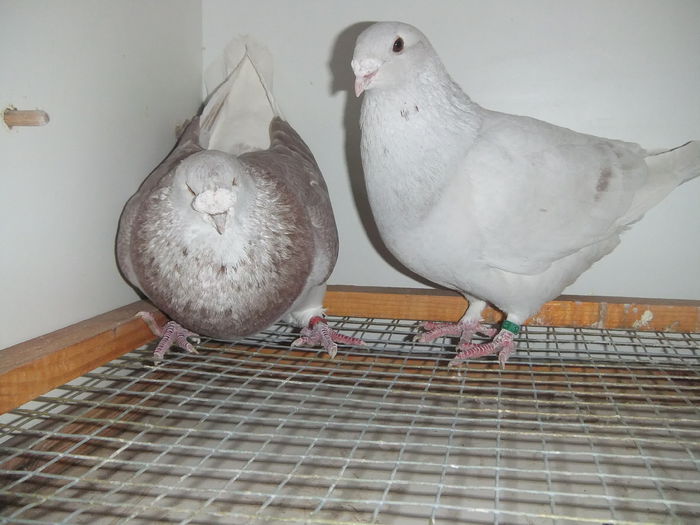 DSCF9363