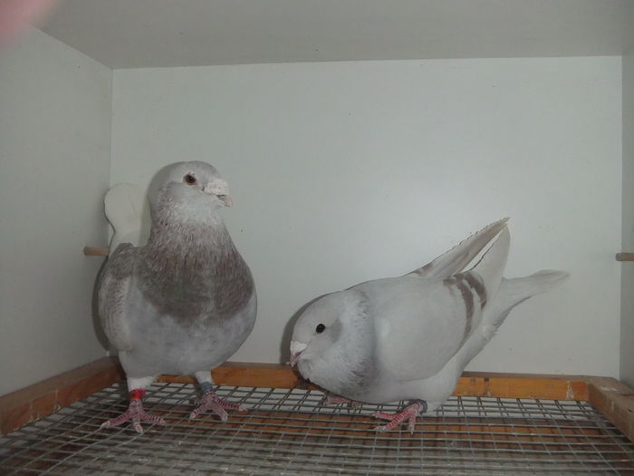 DSCF9367
