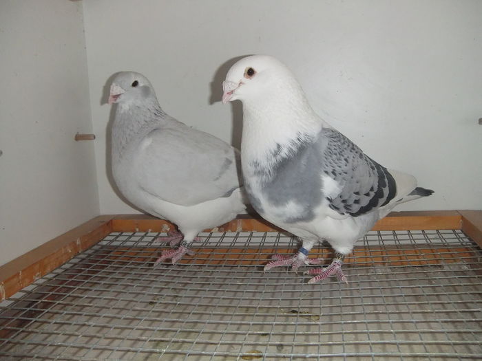 DSCF9375