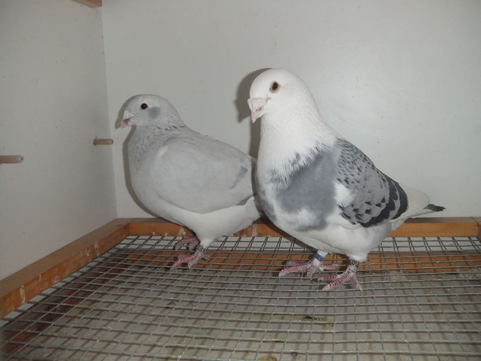 DSCF9376