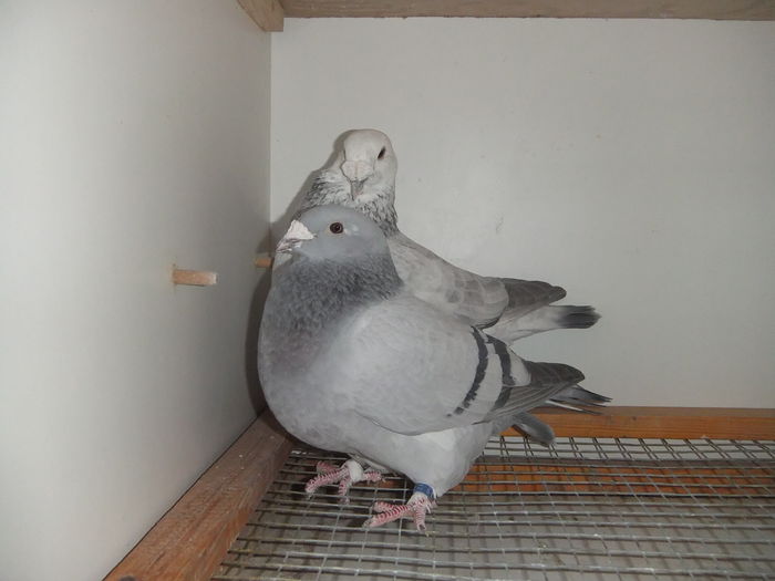 DSCF9380
